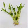5 Stalks of 4'' Straight Lucky Bamboo From Jmbamboo view 1