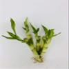 5 Stalks of 4'' Straight Lucky Bamboo From Jmbamboo view 2