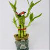 Five Styles Lucky Bamboo in a Ceramic Elephant Vase 5" view 1