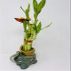 Five Styles Lucky Bamboo in a Ceramic Elephant Vase 5" view 2