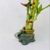 Five Styles Lucky Bamboo in a Ceramic Elephant Vase 5" view 3