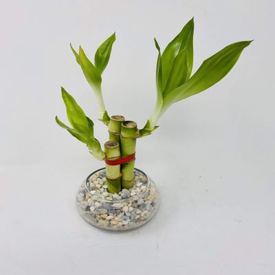 3 Style Lucky Bamboo in Small Clear Round Vase -JMBamboo