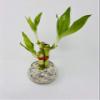 3 Style Lucky Bamboo in Small Clear Round Vase -JMBamboo view 1