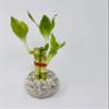 3 Style Lucky Bamboo in Small Clear Round Vase -JMBamboo view 2