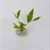 3 Style Lucky Bamboo in Small Clear Round Vase -JMBamboo view 3