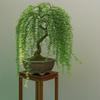 CZ Grain Bonsai Green Weeping Willow Tree Cutting - Thick Trunk Start, Dwarf Bonsai Material view 1