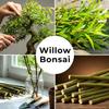 CZ Grain Bonsai Green Weeping Willow Tree Cutting - Thick Trunk Start, Dwarf Bonsai Material view 3