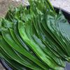 100 Fresh Sheets Vacuum Packed Bamboo LeavesNatural Wild Bamboo Leaf Sushi Cuisine Barbecue Decoration Zongzi Material - L Size view 3