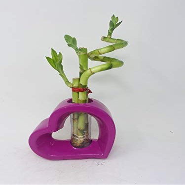 Lucky Bamboo Pink Heart Vase Arrangement -JMBamboo (3)