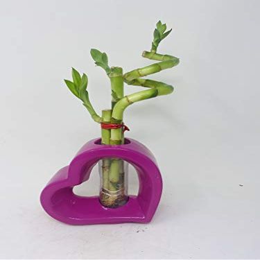 Lucky Bamboo Pink Heart Vase Arrangement -JMBamboo (2)