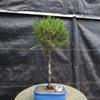 Seiju Elm Bonsai Tree view 1