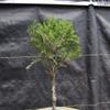 Seiju Elm Bonsai Tree view 2