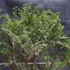 Seiju Elm Bonsai Tree view 3