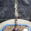 Seiju Elm Bonsai Tree view 4