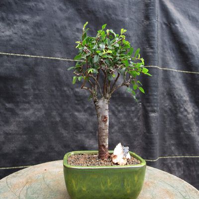 Chinese Elm Bonsai Tree - Small Straight Trunk Style