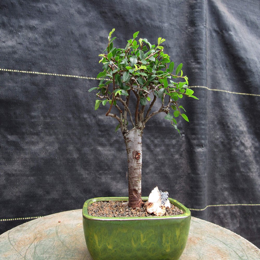Chinese Elm Bonsai Tree - Small Straight Trunk Style