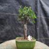 Chinese Elm Bonsai Tree - Small Straight Trunk Style view 1