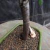 Chinese Elm Bonsai Tree - Small Straight Trunk Style view 2