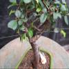 Chinese Elm Bonsai Tree - Small Straight Trunk Style view 3