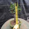 Chinese Elm Bonsai Tree - Small Straight Trunk Style view 4
