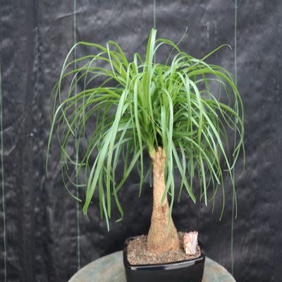 Ponytail Palm Bonsai Tree