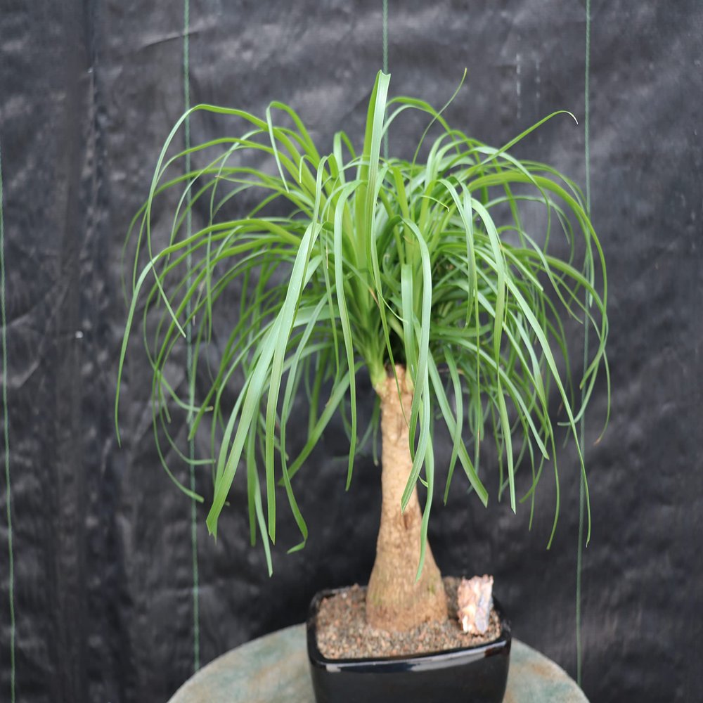 Ponytail Palm Bonsai Tree