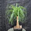 Ponytail Palm Bonsai Tree view 1