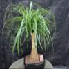Ponytail Palm Bonsai Tree view 2