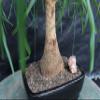 Ponytail Palm Bonsai Tree view 3