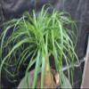 Ponytail Palm Bonsai Tree view 4