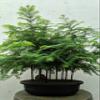 Redwood Forest Specimen Bonsai Tree view 1