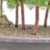 Redwood Forest Specimen Bonsai Tree view 2