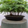 Redwood Forest Specimen Bonsai Tree view 3