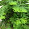 Redwood Forest Specimen Bonsai Tree view 4