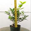 Ficus Retusa Pre Bonsai Tree view 1