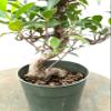 Ficus Retusa Pre Bonsai Tree view 2