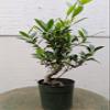 Ficus Retusa Pre Bonsai Tree view 3