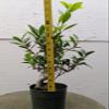 Ficus Retusa Pre Bonsai Tree view 4