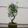 Ficus Retusa Bonsai Tree view 1