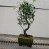 Ficus Retusa Bonsai Tree view 2
