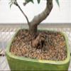 Ficus Retusa Bonsai Tree view 3