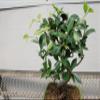 Ficus Retusa Bonsai Tree view 4