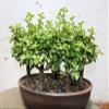 Baby Jade Bonsai Tree Forest view 1