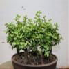 Baby Jade Bonsai Tree Forest view 2