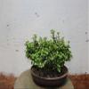 Baby Jade Bonsai Tree Forest view 3