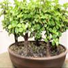Baby Jade Bonsai Tree Forest view 4