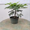 Hawaiian Umbrella Pre Bonsai Tree view 1