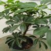 Hawaiian Umbrella Pre Bonsai Tree view 2