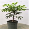 Hawaiian Umbrella Pre Bonsai Tree view 3