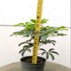 Hawaiian Umbrella Pre Bonsai Tree view 4